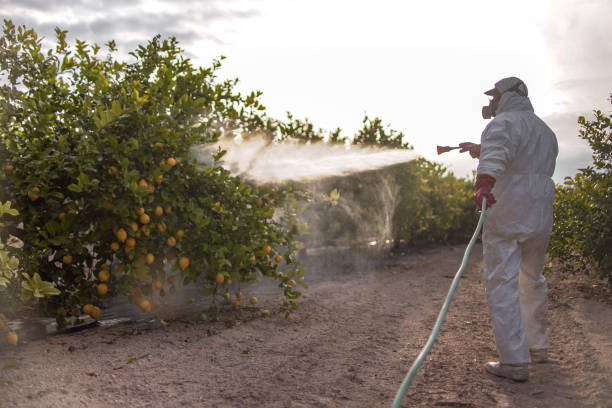 Best Pest Control Near Me  in Poth, TX