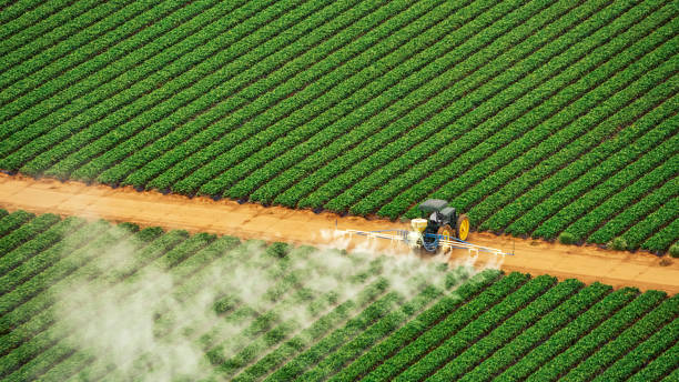 Best Cockroach Control Services  in Poth, TX