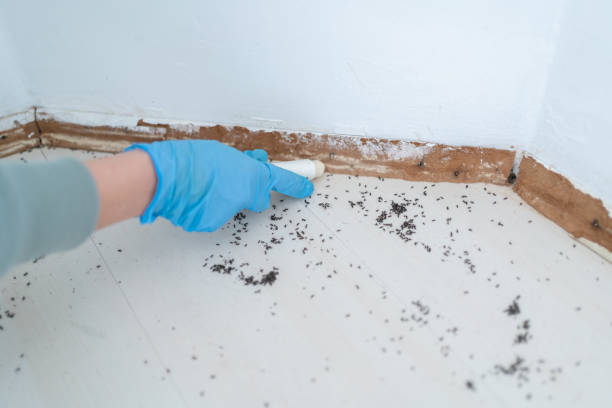 Pest Prevention Services in Poth, TX